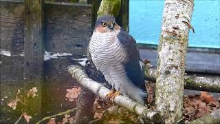 Sparrowhawk at the birdhouse