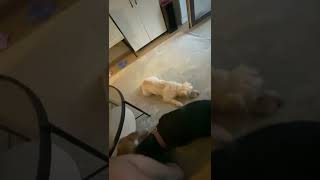 Dobermann ~ Üç Ayaklı Yavru Köpek | Game - Oyun screenshot 1