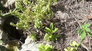 St22 Darrells Fleabane