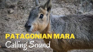 Patagonian Mara Calling Sound by Nature Voice Channel 65 views 8 days ago 15 minutes