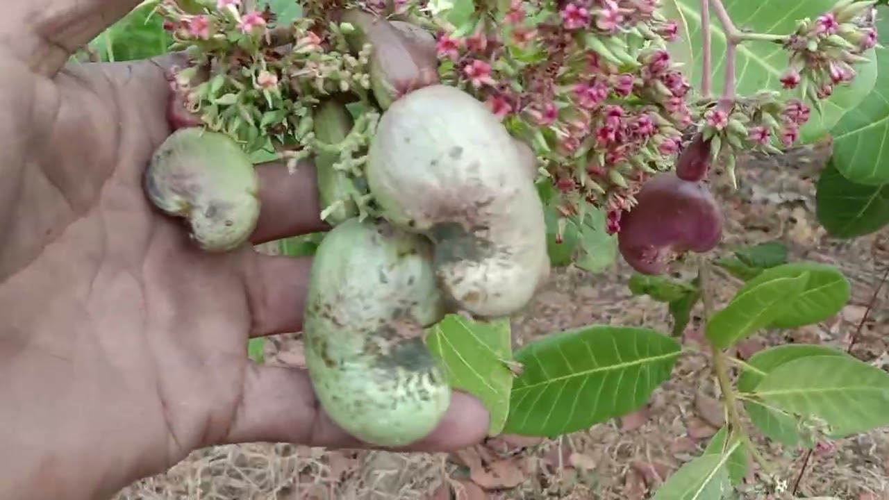 វគ្គបាញ់ថែផ្លែក្នុងថ្ងៃ12.02.2026