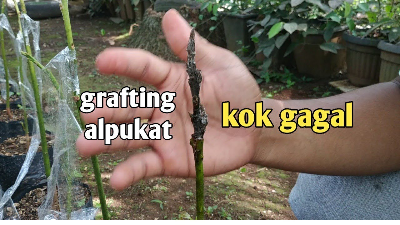 sambung pucuk alpukat terasa lebih mudah dengan cara ini