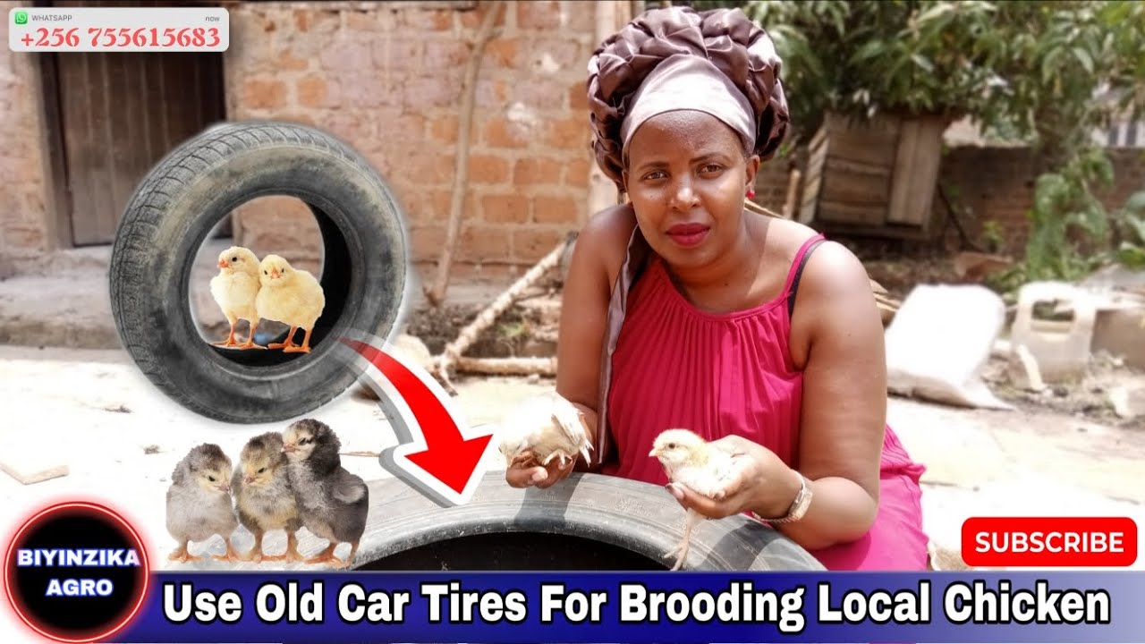 DID YOU KNOW! OLD CAR TYRES CAN BE USED FOR BROODING LOCAL CHICKS @BiyinzikaAgro 