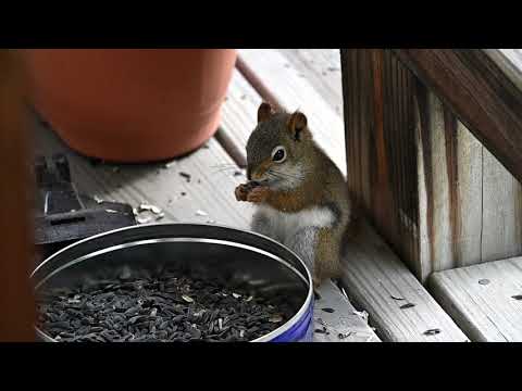 Red Squirrel Nikon Z50