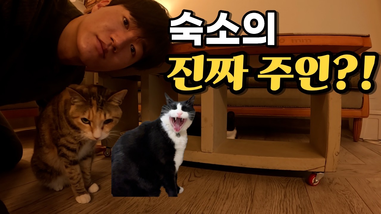 우리가 양평에 간 진짜 이유, 고양이와의 하룻밤