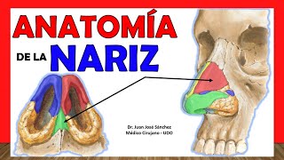 🥇 ANATOMY OF THE NOSE. Easy and Simple Explanation! 🥇 ANATOMY OF THE NOSE. Easy and Simple Explanation!