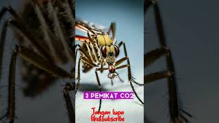 5 fakta unik tentang nyamuk #faktaunik #fakta #viral #ilmu