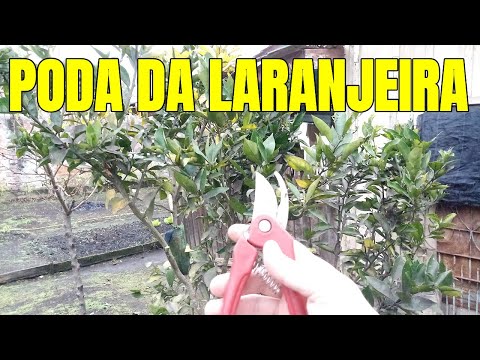 How to Prune an Orange Tree