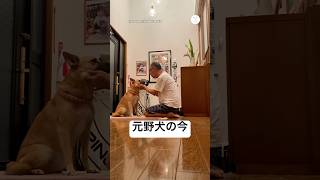 人を知らなかった元野犬の今  #元野犬 #犬 #保護犬 #犬のいる暮らし #かわいい犬