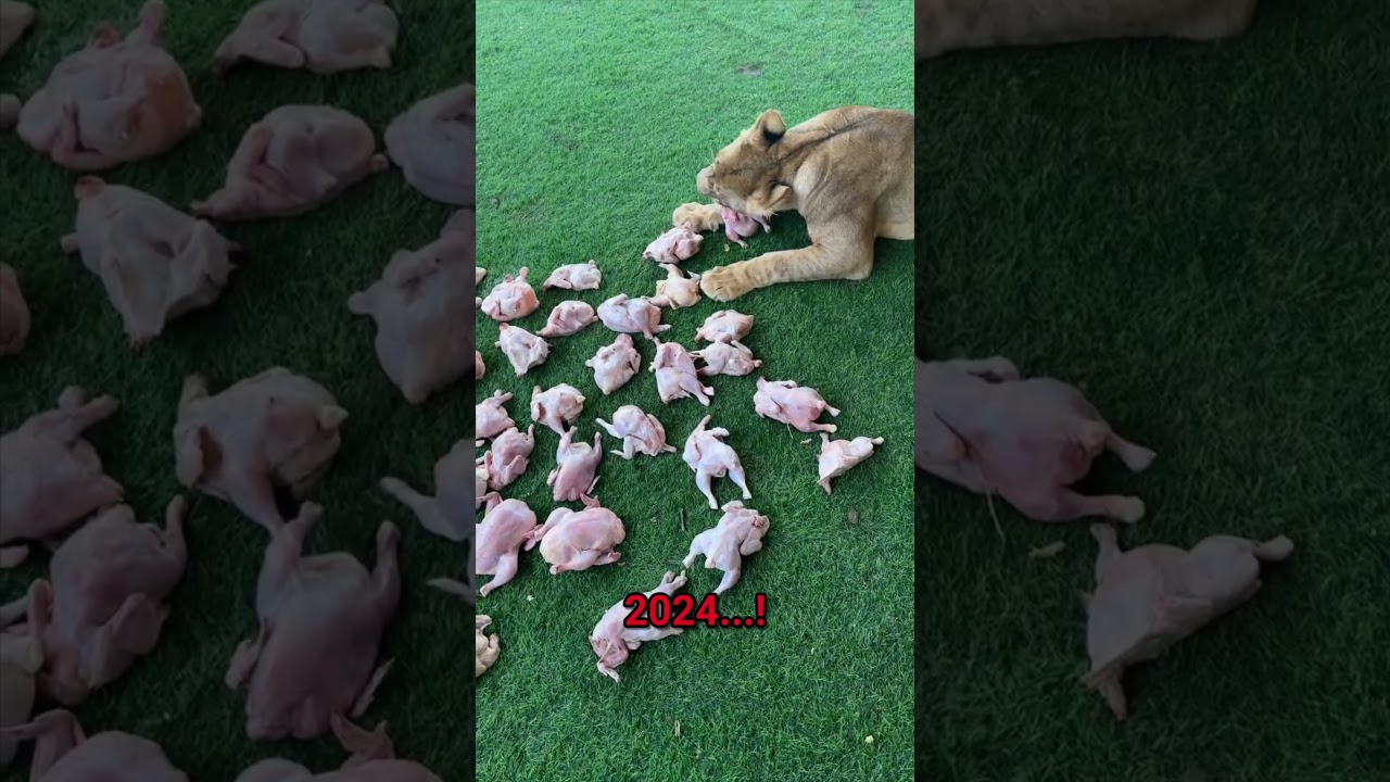 كم تتوقعون كانو ياكلون دجاج باليوم ؟