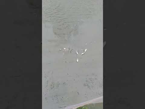 Mach Dareche Short Travel