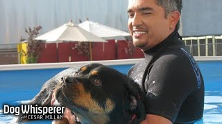 Cesar Millan Goes Random | Dog Whisperer