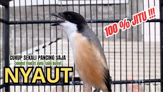 cendet gacor FULL MATERI KASAR HANDAL untuk PANCINGAN CENDET AGAR BUNYI jadikan BURUNG PENTET GACOR