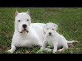 El Gran Poder Del Dogo Argentino - Mejores Momentos 2018