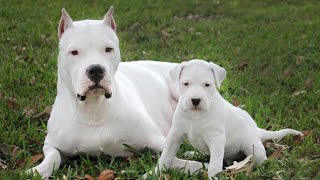 El Gran Poder Del Dogo Argentino - Mejores Momentos 2018