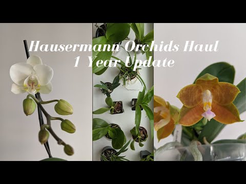 1 Year Update | Orchids by Hausermann Fall Haul - Before + After: Growths u0026 Blooms