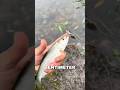 ANGELN IN HOLLAND!!! #angeln #fishing #barschangeln #fisch