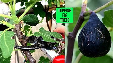Fig Tree Care: "Can I Cut the Top of My Fig Tree Off?"