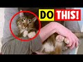 8 secret ways to tell your cats you love them in a way they understand