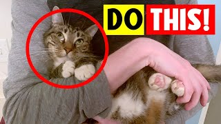 8 SECRET WAYS to Tell Your Cats YOU LOVE THEM! (In a Way They Understand!) by The Curious Cat 408,836 views 3 months ago 11 minutes, 6 seconds