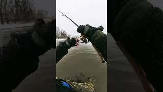 Pike Attack Compilation