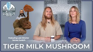 Tiger Milk | Could It Be The New Lion's Mane? | This Rare Malaysian Mushroom Is Finally On The Prowl