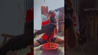 waktu masi kerja di putra jaya farm #ayam #roosterfarm #ayambangkok #fyp #ayambangkokindonesia