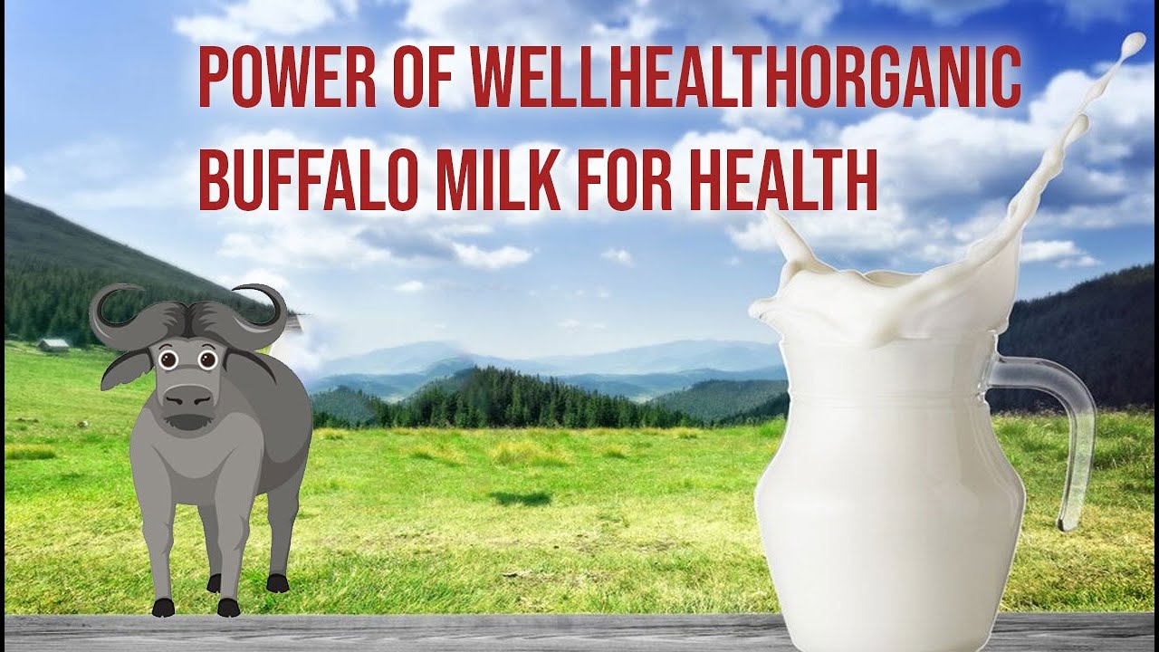 Buffalo Milk Tag Benefits YouTube
