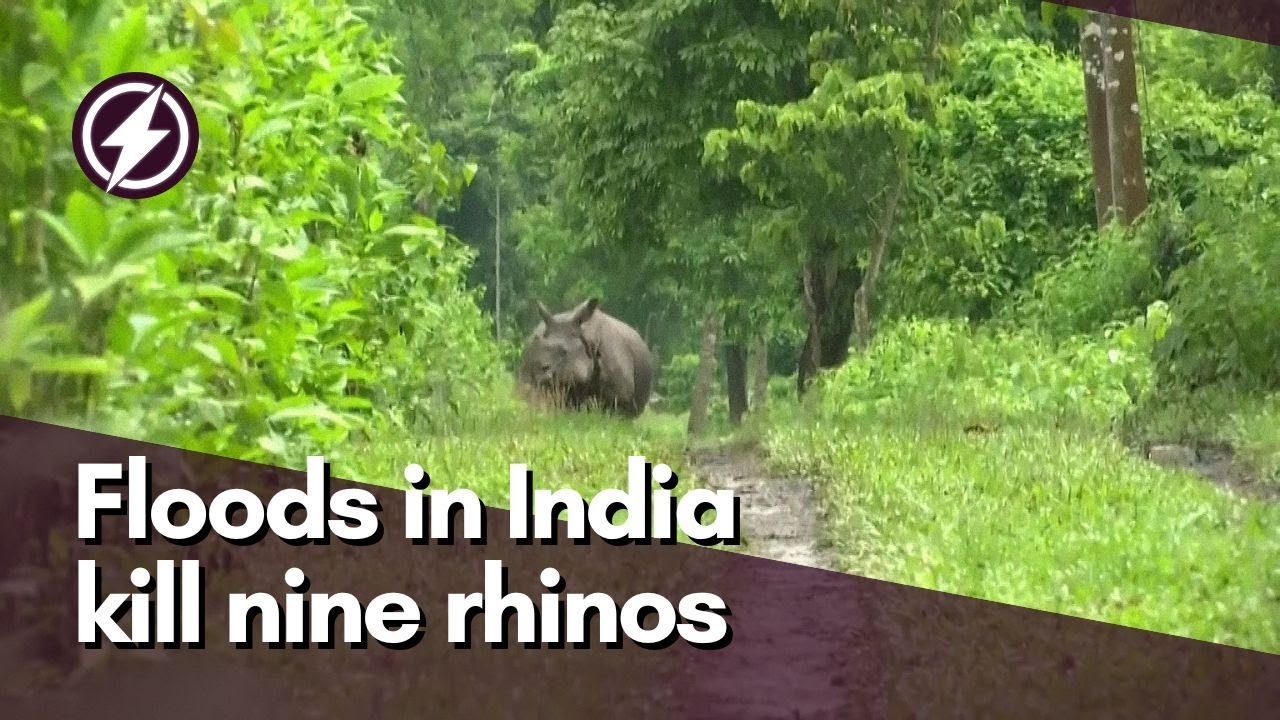Floods in India's Assam kill nine one-horned rhinos