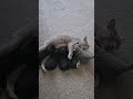 I love you #cat #cats #kitty #kitties #catworld #catlife #catlovers #catvideos #pets #lovelycat