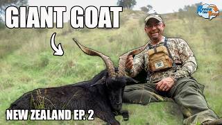 Massive New Zealand Spanish Goat Hunt! Couldn't Be More Perfect
