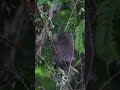 David Guildford shares porcupine update