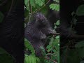 David Guildford shares porcupine update