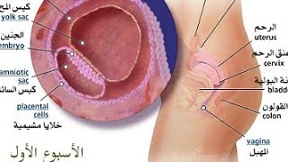 الحمل في اول اسبوع First week of pregnancy