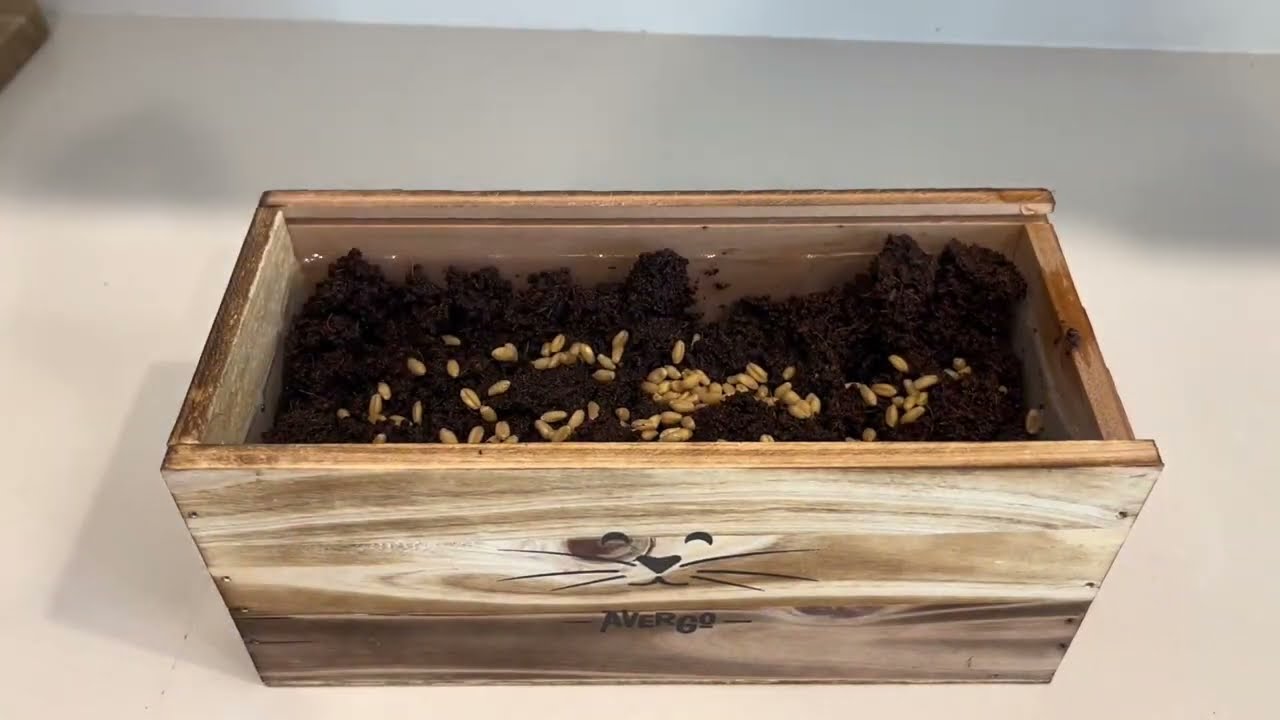 Organic Cat Grass for Indoor Cats   4X Seed Packets   Pet Cat Grass Kit for Growing Wheat Grass Revi