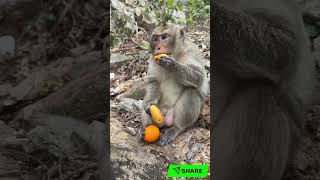 🐒🧡🔊 ALGO TARGET: Monkey Takes Fruit! Cute WILDLIFE ASMR + Curious Behaviors! VIRAL! 🔥