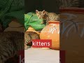 Cute kittens