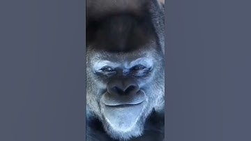 A Solo Sniper Camper #callofduty #codmloadouts #fyp #cod #codm #codmcommunity #fyp #shorts #short