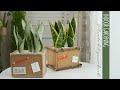 책상에 어울리는...필통? 화분! 음이온식물, 공기정화, 플라스틱 재활용, 다육식물, 산세베리아 : Flowerpot made of cork  : Succulent plant