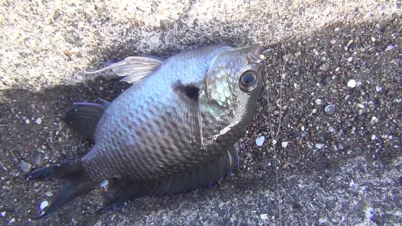 サビキ仕掛でスズメダイが釣れました Youtube