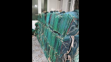 lú củ, lú dây củ, lộp củ, 12 cửa ngục củ, dớn củ 0963818136