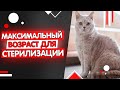 До какого возраста можно стерилизовать кошку