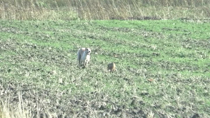 jolene the machine matching back in the day