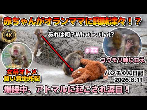 パンチくん】赤ちゃんがオランママに興味津々！爆睡中にアトマルに起こ