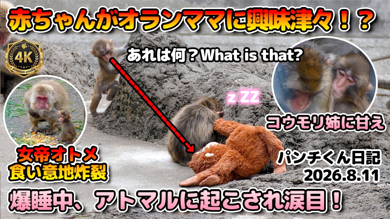 パンチくん】赤ちゃんがオランママに興味津々！爆睡中にアトマルに起こ