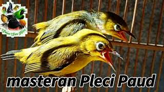 Masteran Pleci Paud Paling Recomendasi