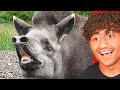 Funniest Animals On The Internet!!