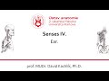 Senses IV - Ear