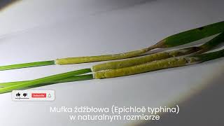 Mufka źdźbłowa (Epichloë typhina)