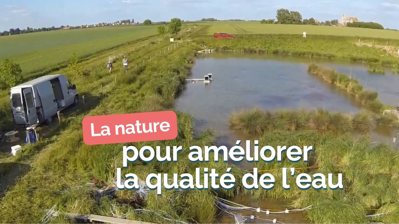 Des Solutions fondées sur la Nature pour améliorer la qualité de l’eau